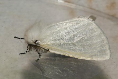 Leucoma salicis